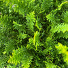 Fernleaf Hinoki Cypress Tree
