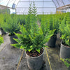 Fernleaf Hinoki Cypress Tree