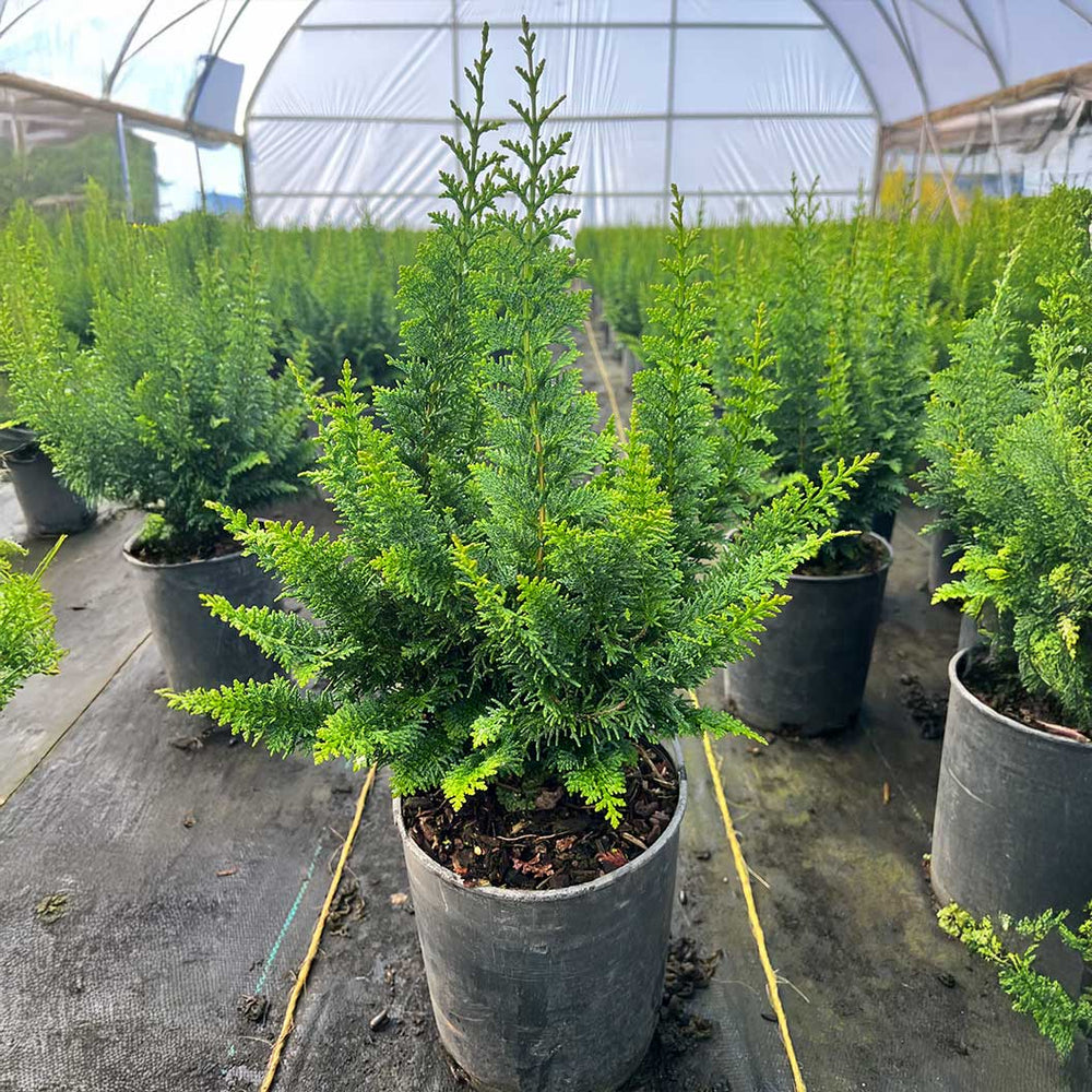 Fernleaf Hinoki Cypress Tree