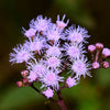 Gregg's Mistflower Plant