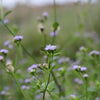 Gregg's Mistflower Plant