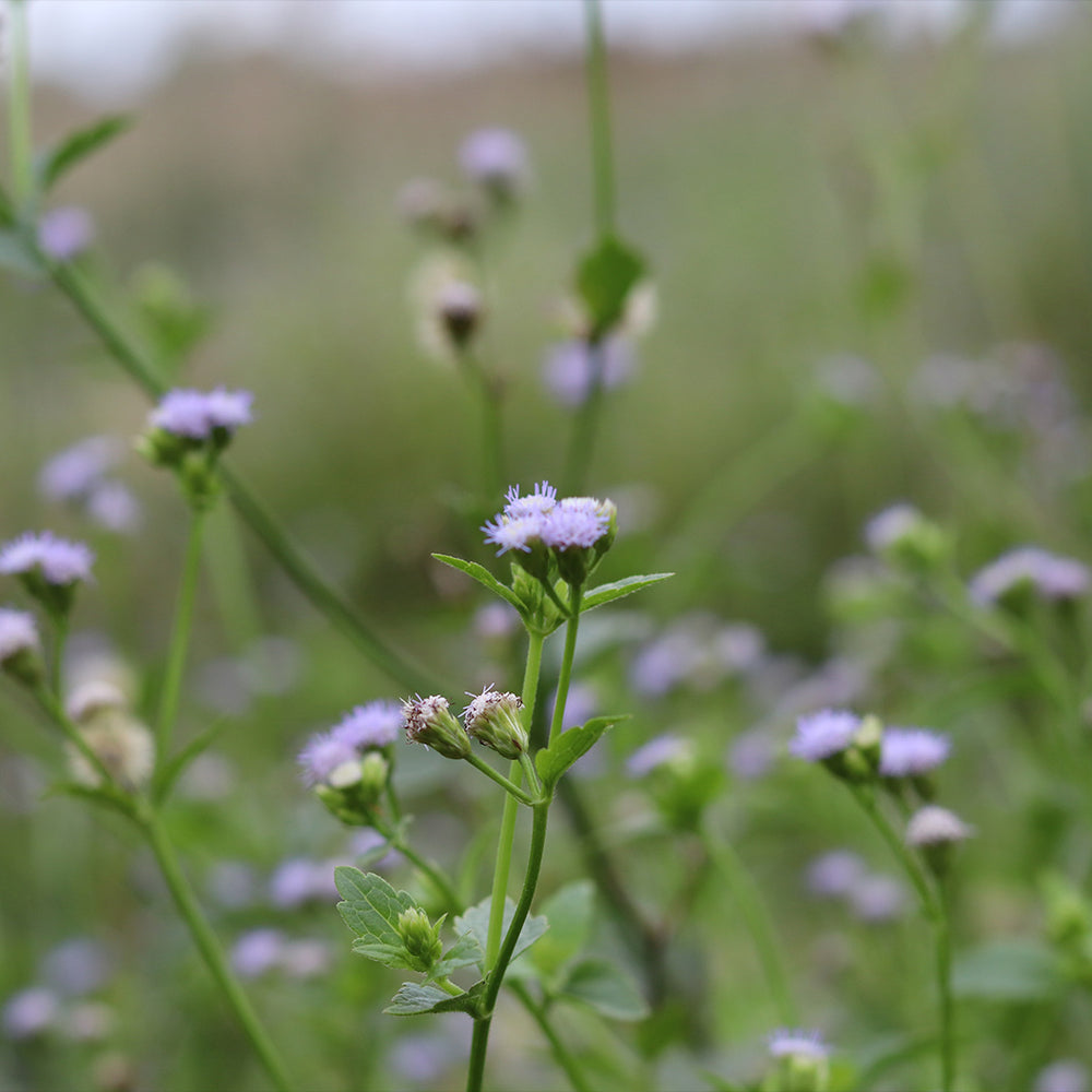 Gregg's Mistflower Plant