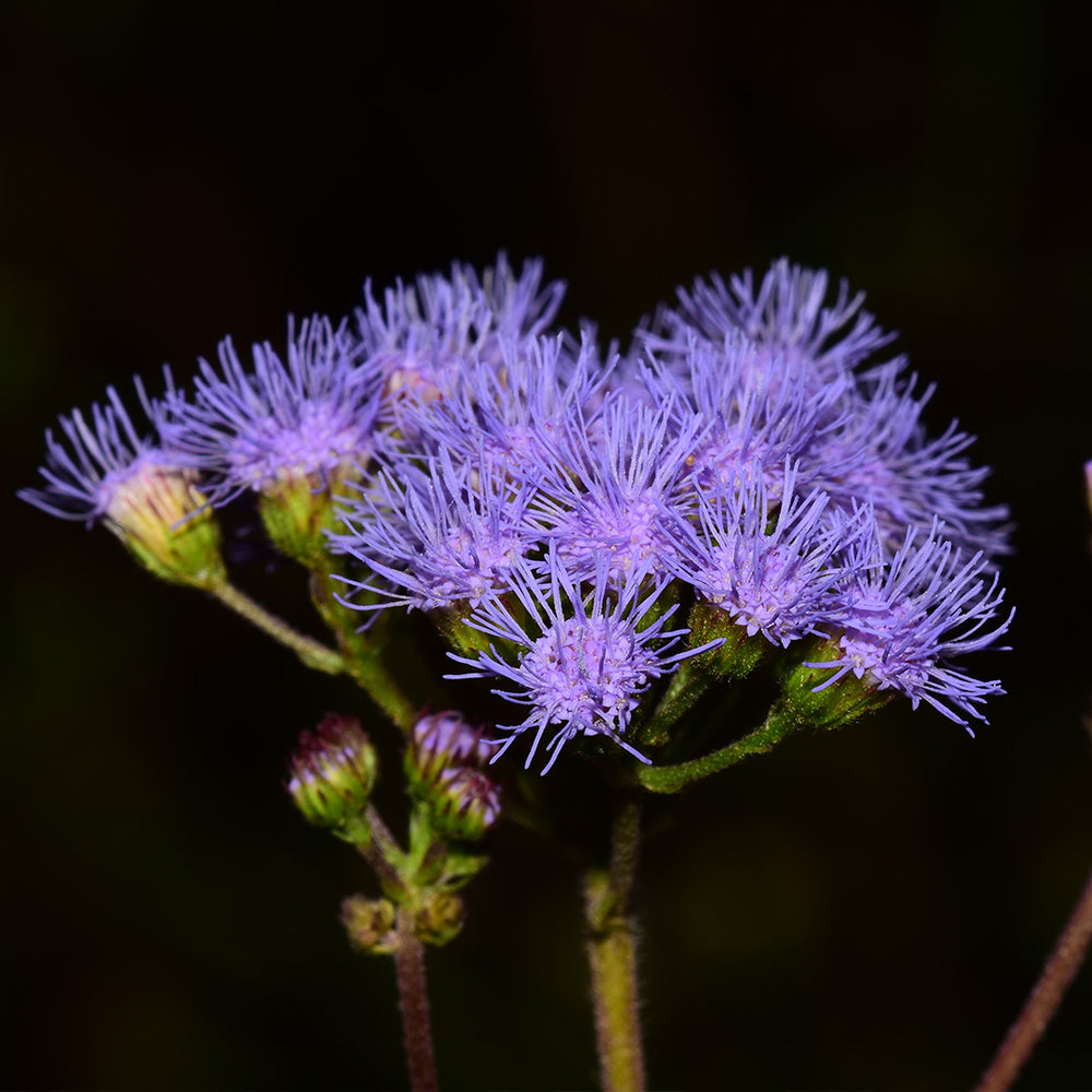 Gregg's Mistflower Plant