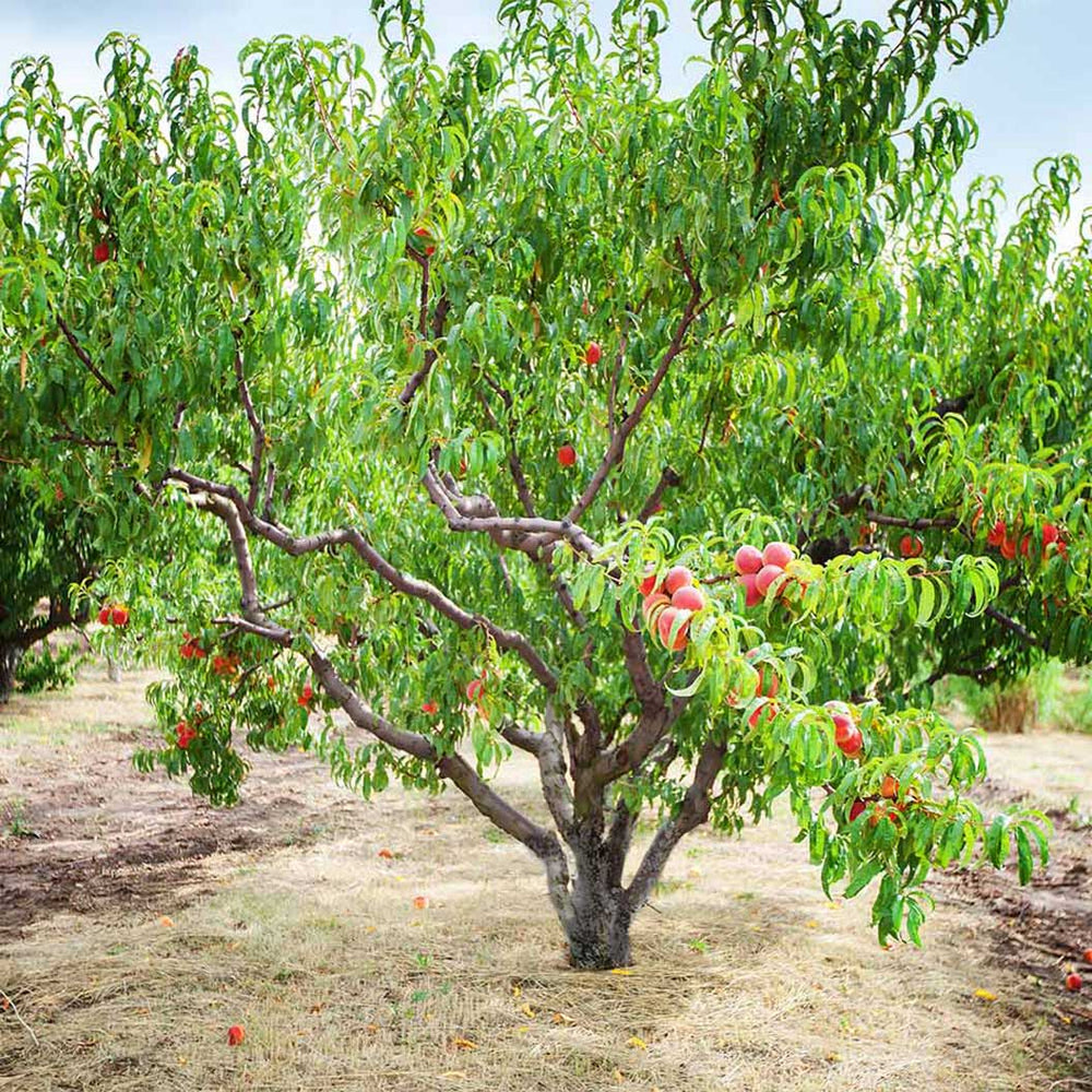 Contender Peach Tree