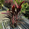 Cordyline Gold Edge Plant