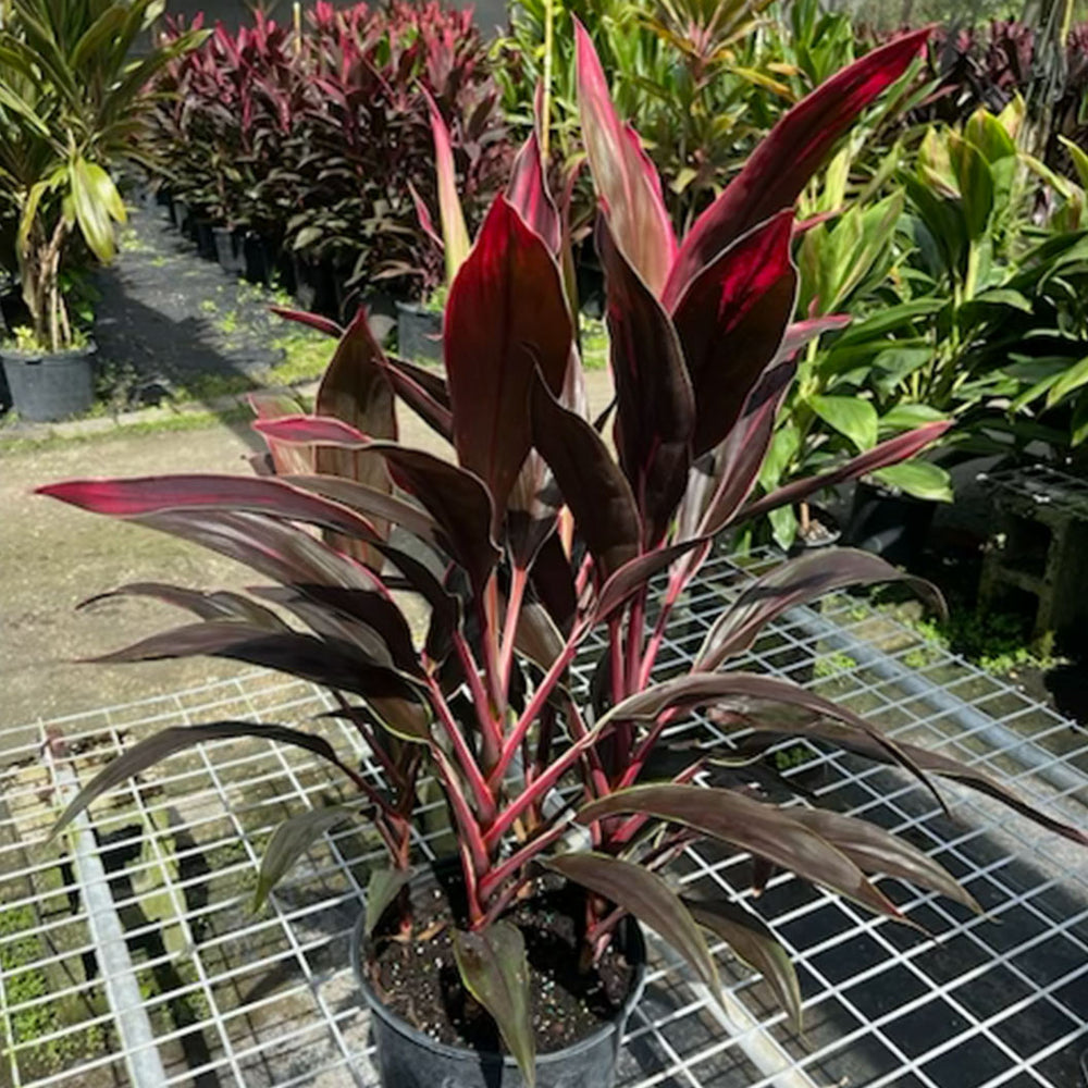 Cordyline Gold Edge Plant