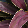 Cordyline Gold Edge Plant