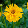 Double The Sun Coreopsis Plant