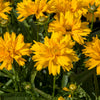 Double The Sun Coreopsis Plant