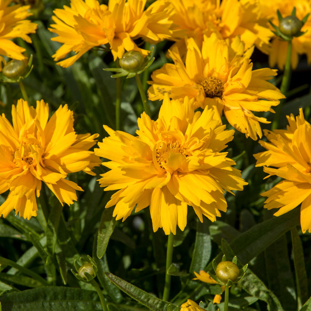Double The Sun Coreopsis Plant