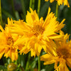 Double The Sun Coreopsis Plant