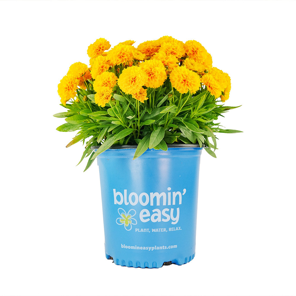 Solanna™ Golden Sphere Coreopsis Plant
