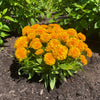 Solanna™ Golden Sphere Coreopsis Plant