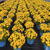 Solanna™ Golden Sphere Coreopsis Plant
