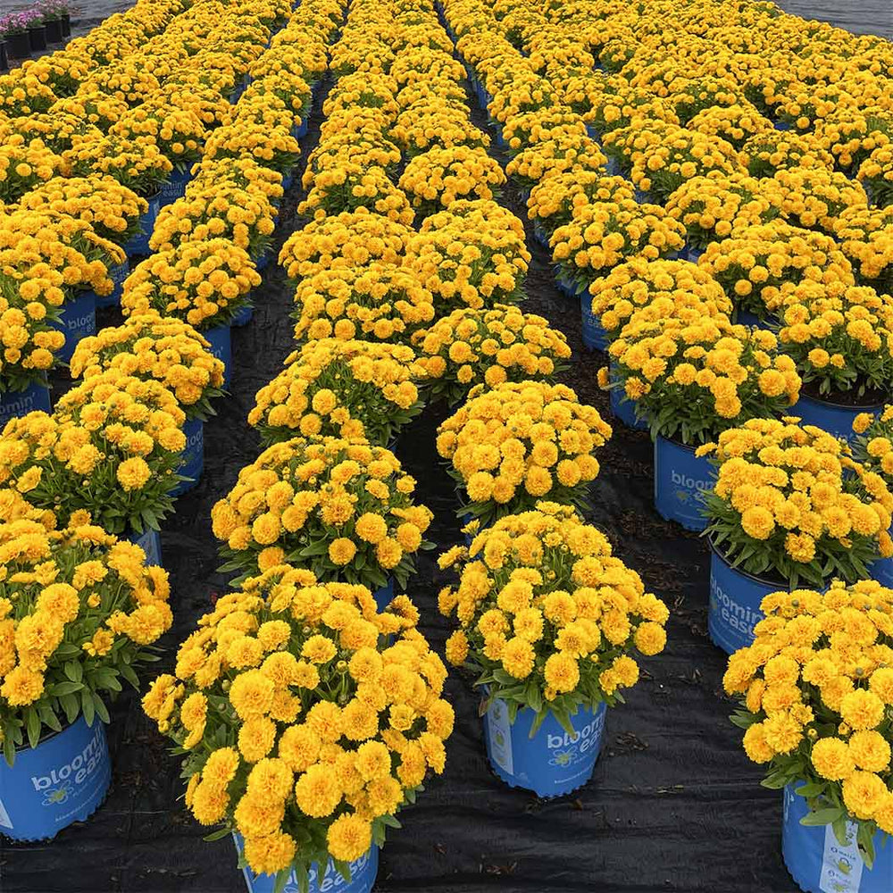Solanna™ Golden Sphere Coreopsis Plant