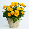 Solanna™ Golden Sphere Coreopsis Plant