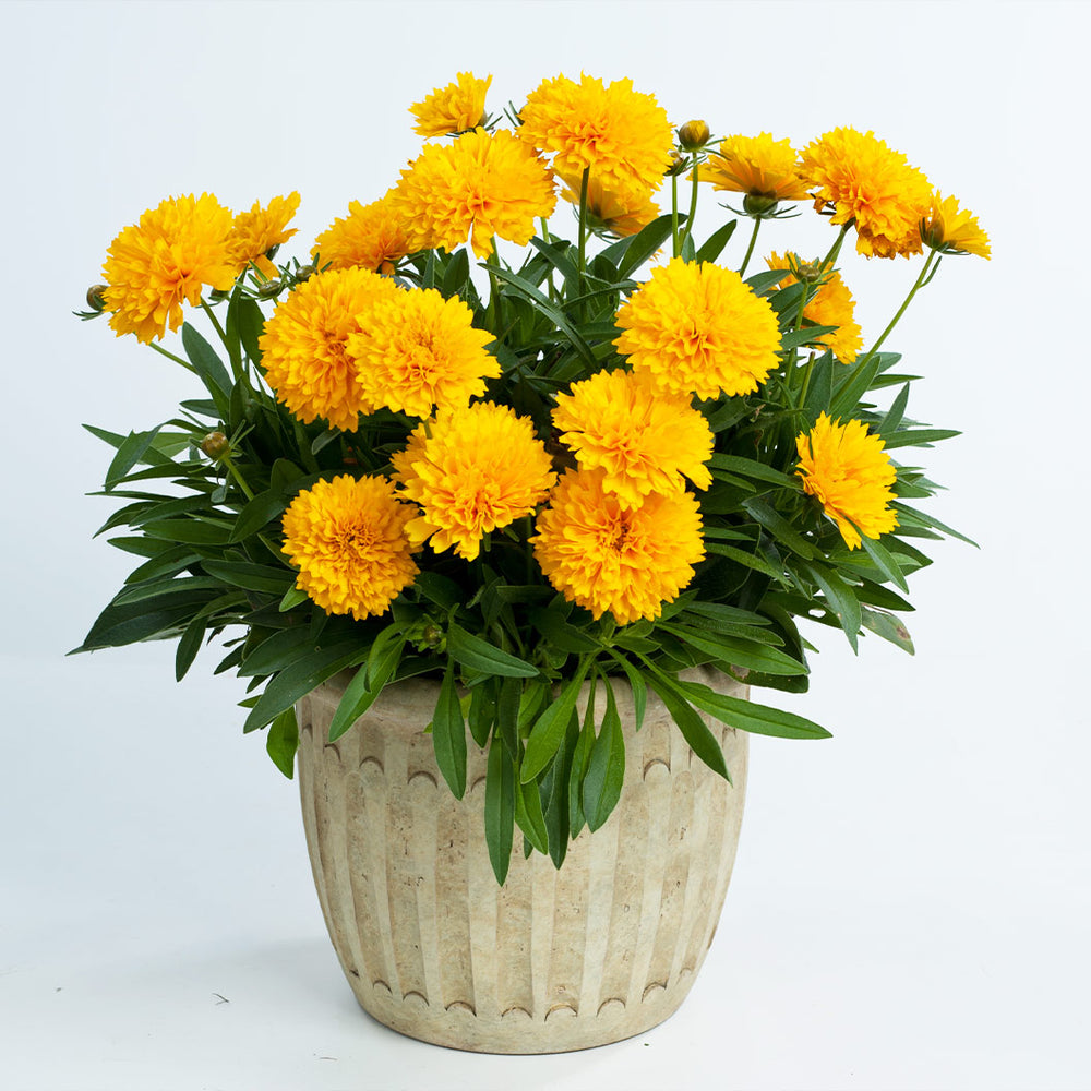 Solanna™ Golden Sphere Coreopsis Plant