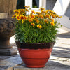 Better Versions® Uptick™ Gold & Bronze Coreopsis Plant