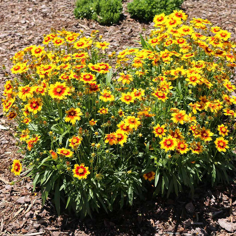 Better Versions® Uptick™ Gold & Bronze Coreopsis Plant