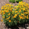 Better Versions® Uptick™ Gold & Bronze Coreopsis Plant