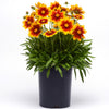 Better Versions® Uptick™ Gold & Bronze Coreopsis Plant