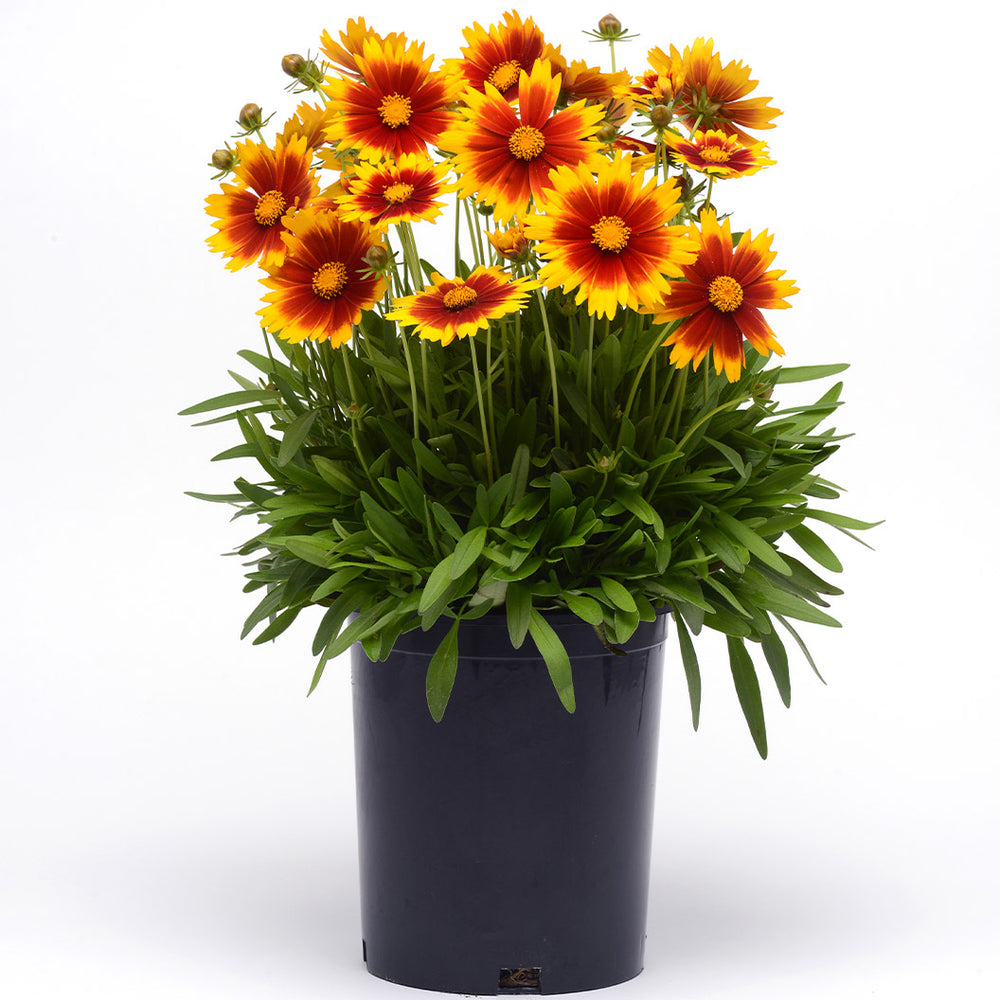 Better Versions® Uptick™ Gold & Bronze Coreopsis Plant