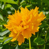 Early Sunrise Coreopsis Plant