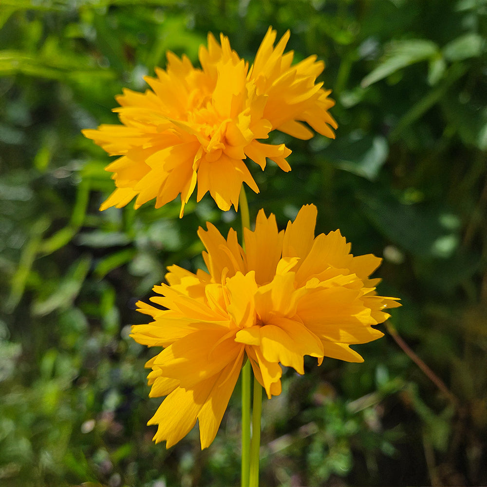 Early Sunrise Coreopsis Plant