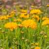 Early Sunrise Coreopsis Plant