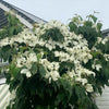 Watermelon Sugar™ Kousa Dogwood Tree
