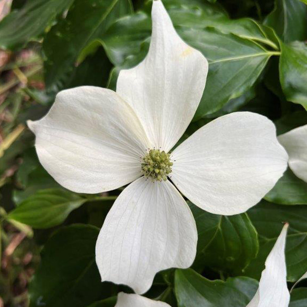 Watermelon Sugar™ Kousa Dogwood Tree