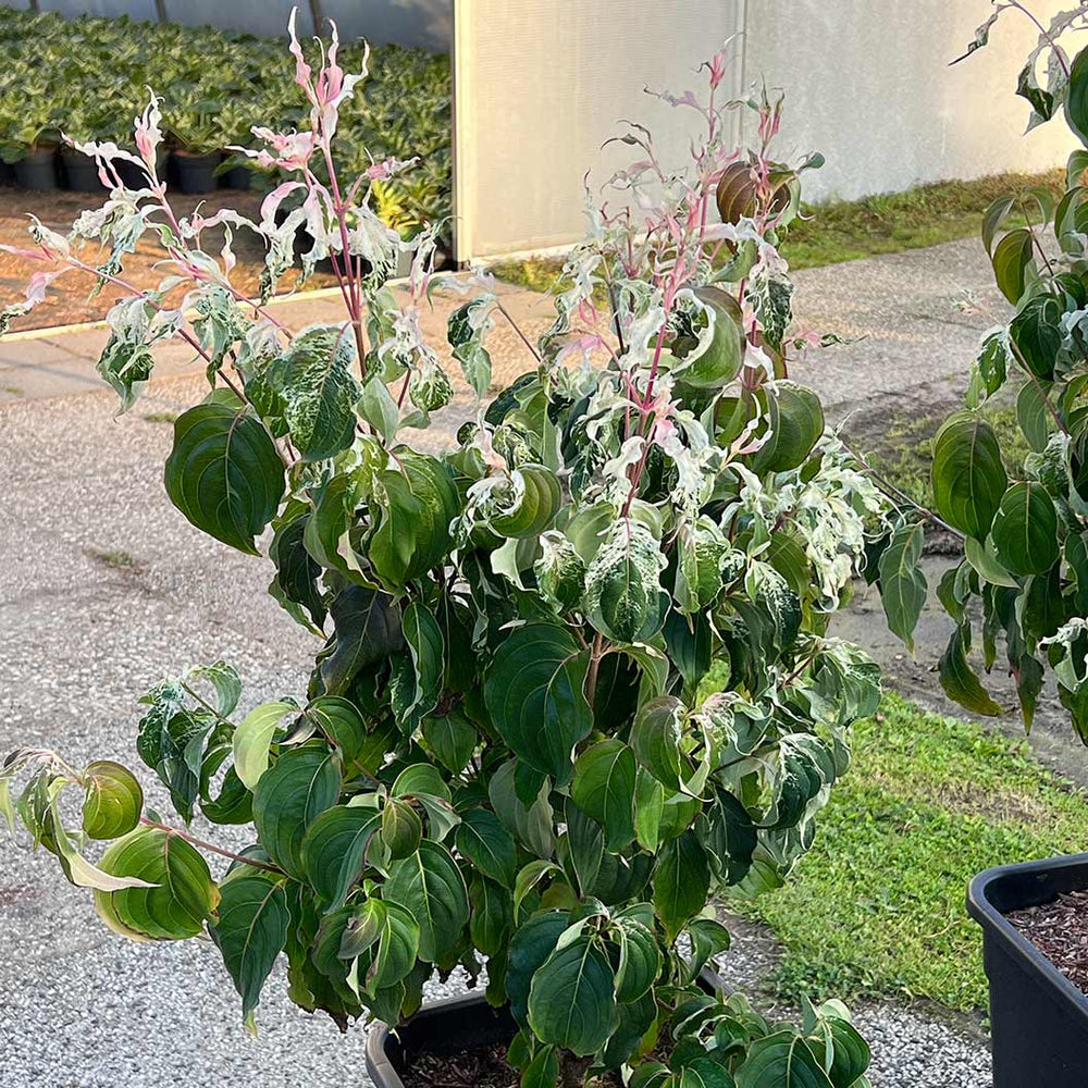 Watermelon Sugar™ Kousa Dogwood Tree