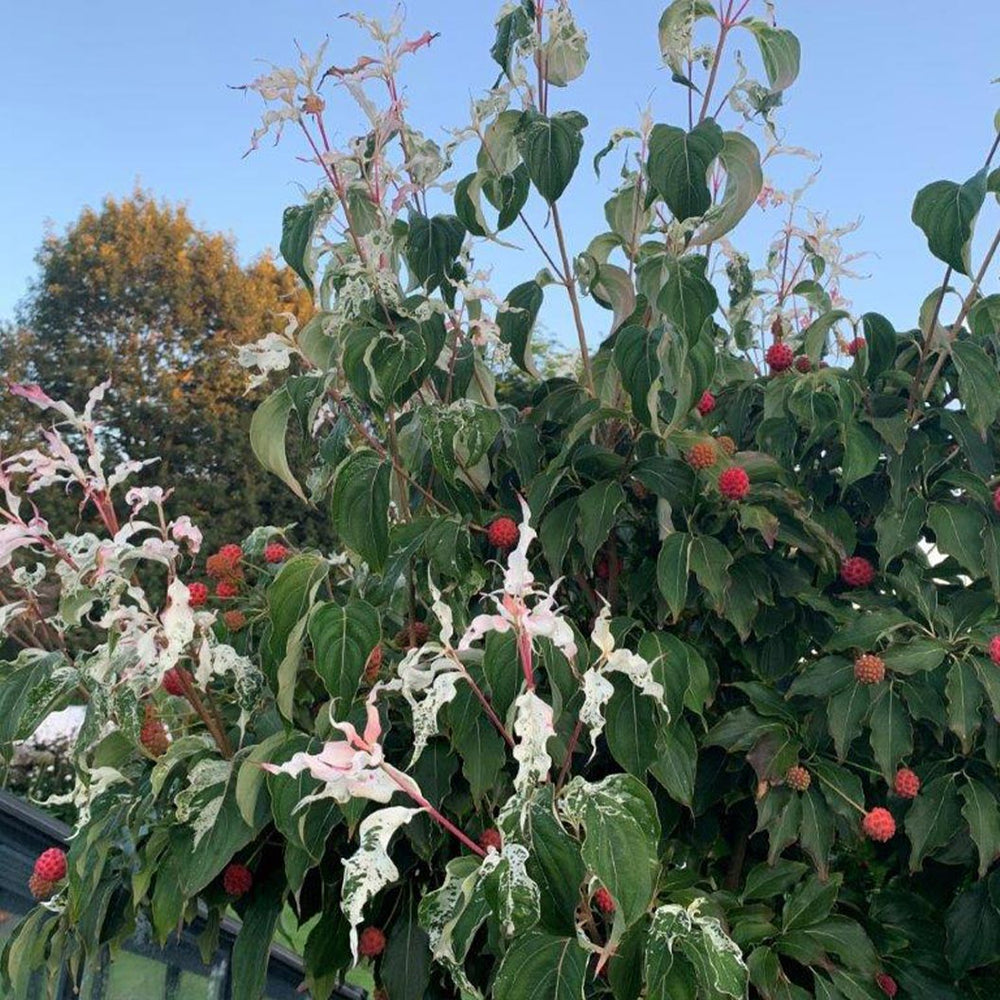 Watermelon Sugar™ Kousa Dogwood Tree
