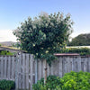 Watermelon Sugar™ Kousa Dogwood Tree
