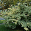 Wolf Eyes Japanese Dogwood Tree