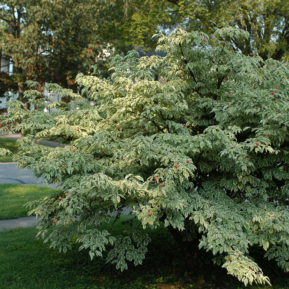 Wolf Eyes Japanese Dogwood Tree