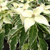 Wolf Eyes Japanese Dogwood Tree