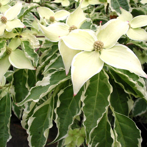 Wolf Eyes Japanese Dogwood Tree