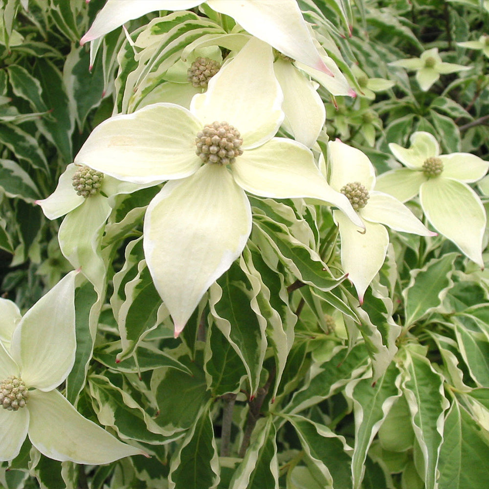 Wolf Eyes Japanese Dogwood Tree