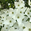 Stellar Nova™ Dogwood Tree