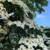 Stellar Nova™ Dogwood Tree
