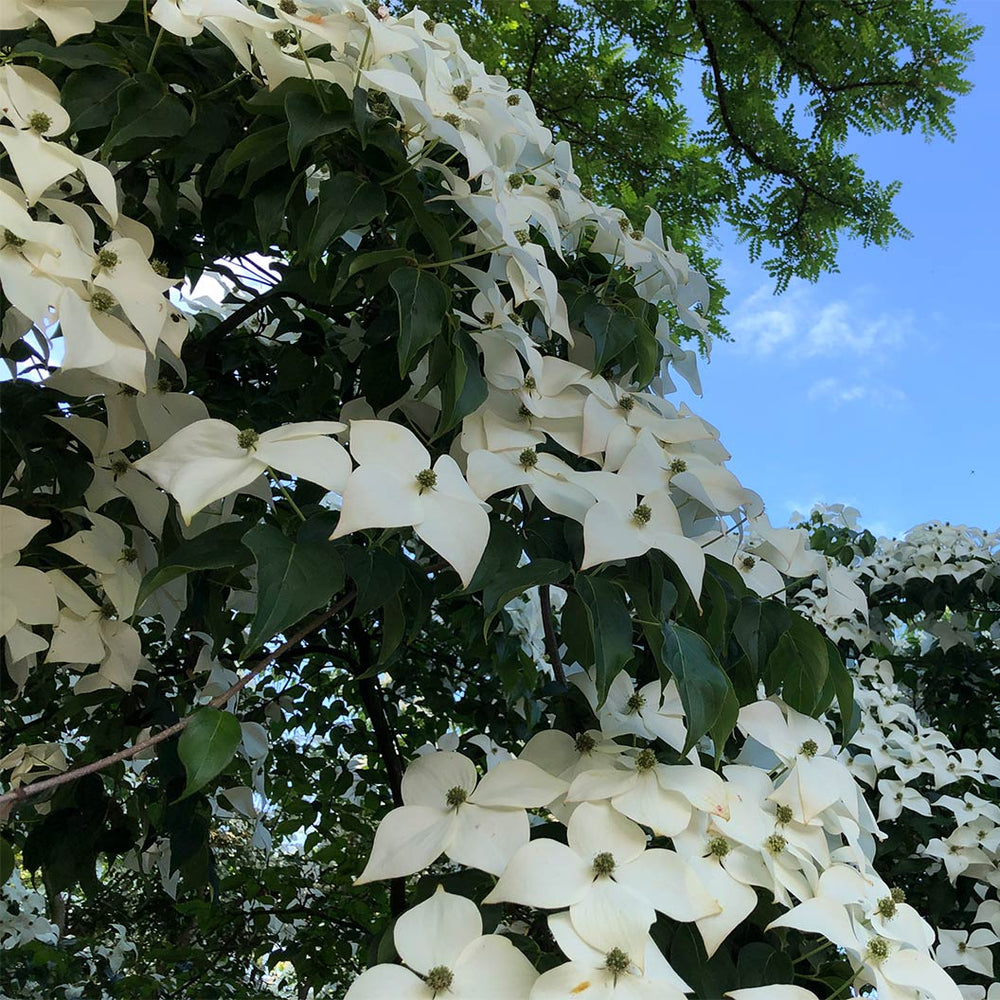 Stellar Nova™ Dogwood Tree