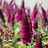Bloomables® CranRazz Butterfly Bush