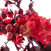 Black Diamond® Crimson Crown™ Crape Myrtle Shrub