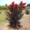 Black Diamond® Crimson Crown™ Crape Myrtle Shrub