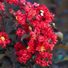 Black Diamond® Crimson Crown™ Crape Myrtle Shrub