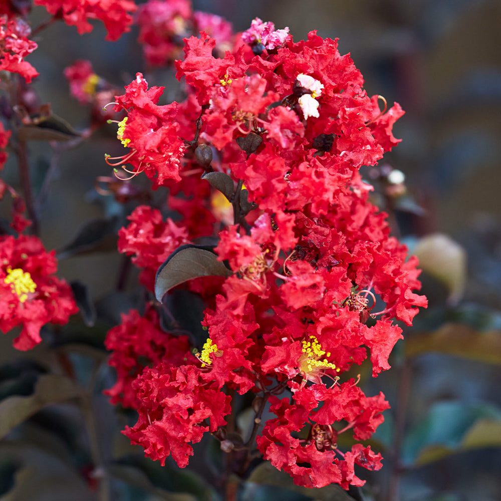 Black Diamond® Crimson Crown™ Crape Myrtle Shrub