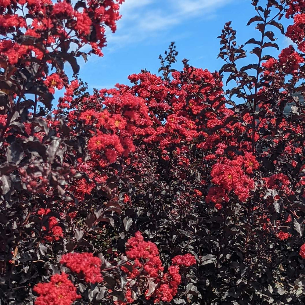 Black Diamond® Crimson Crown™ Crape Myrtle Shrub