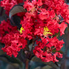 Black Diamond® Crimson Crown™ Crape Myrtle Shrub