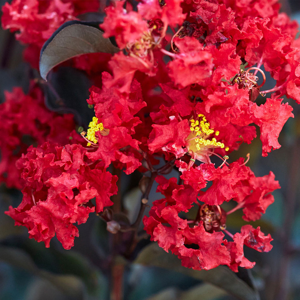 Black Diamond® Crimson Crown™ Crape Myrtle Shrub